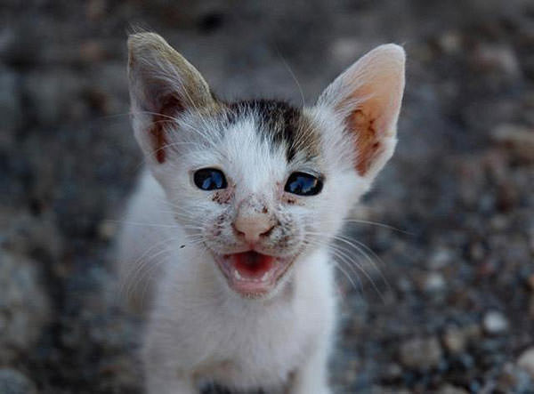 Half Rat, Half Cat