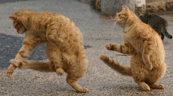 Rave Dancing Cat