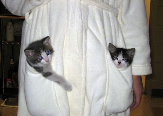 Robe Kittens