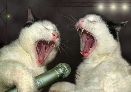 Rockstar Cats