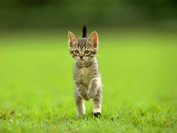 Kitten Running