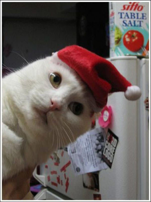 Santa Cat