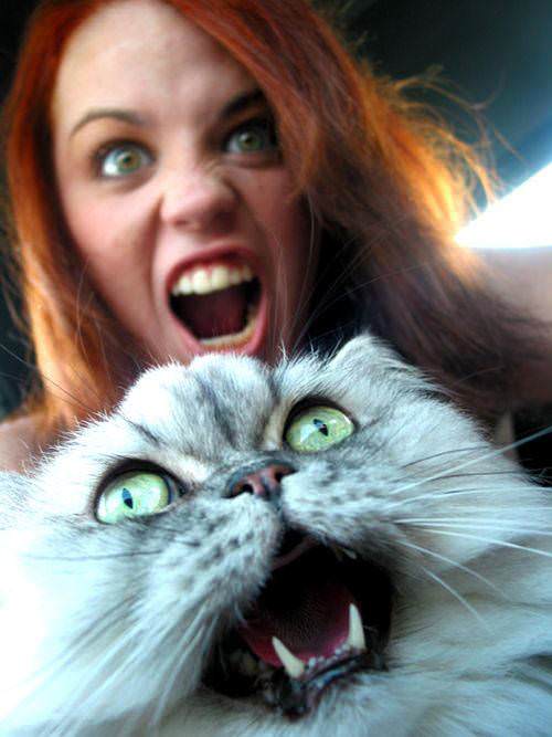 Screaming Cat