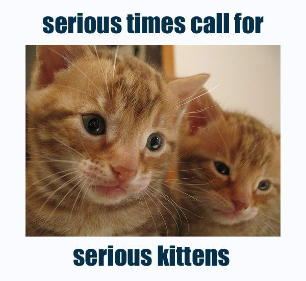 Serious Kittens