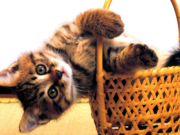 Basket Cat