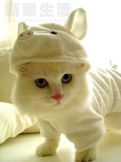 Silly cat costume