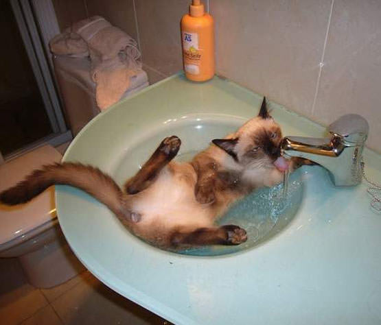 Sink Drinking Cat