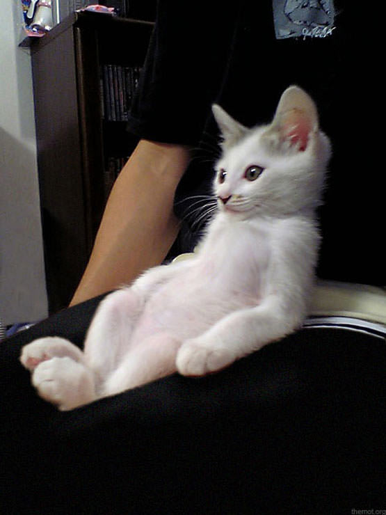 Sitting Up Cat