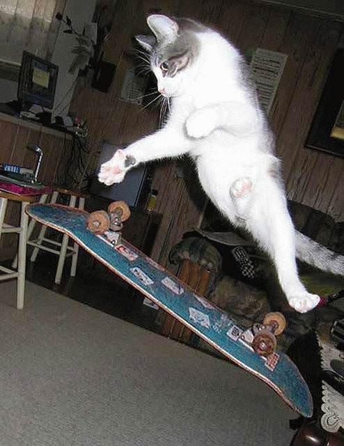 Skateboarding Kittah