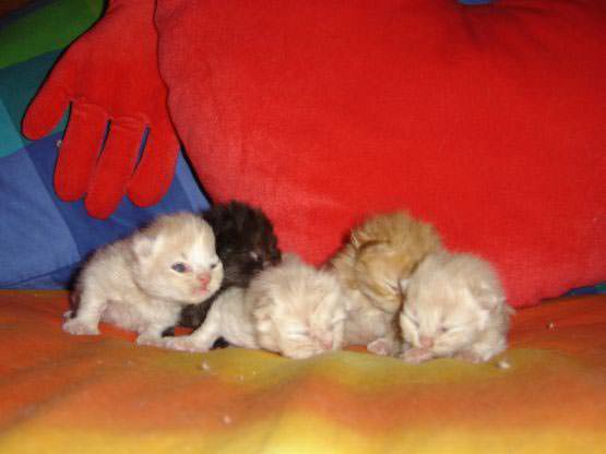 Sleeping Kittens