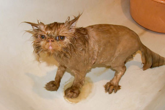 Sloppy Wet Cat