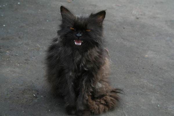 Laughing Black Cat