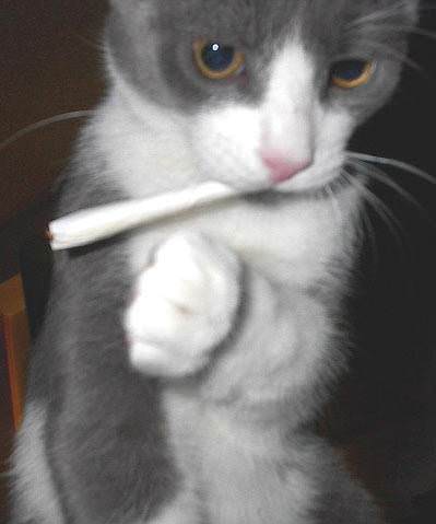 Smoking Cat