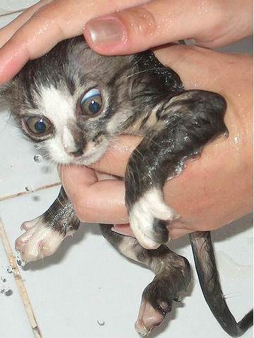 Wet Cat Bath