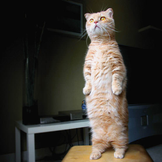 Standing Up Cat