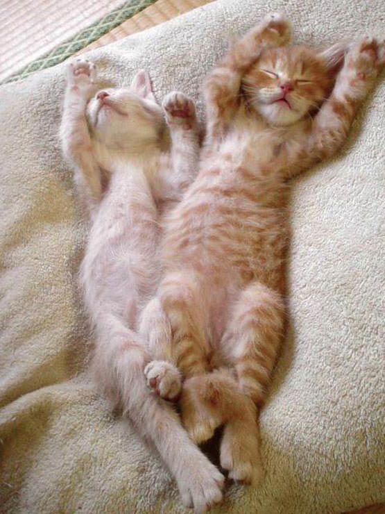 Stretching Kittens