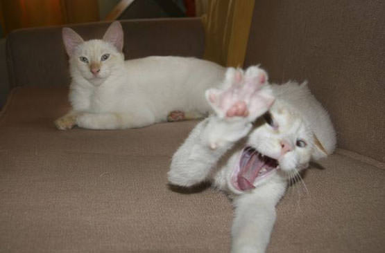 Stretching and Yawning