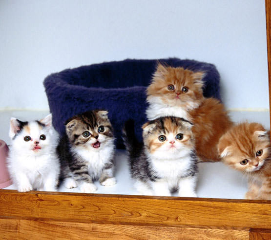 Super Cute Kittens