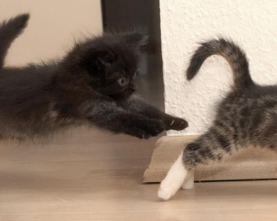 Surprise kitten attack