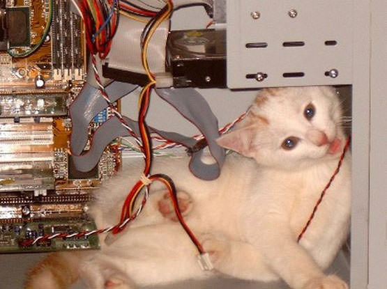 Tech Repair Cat
