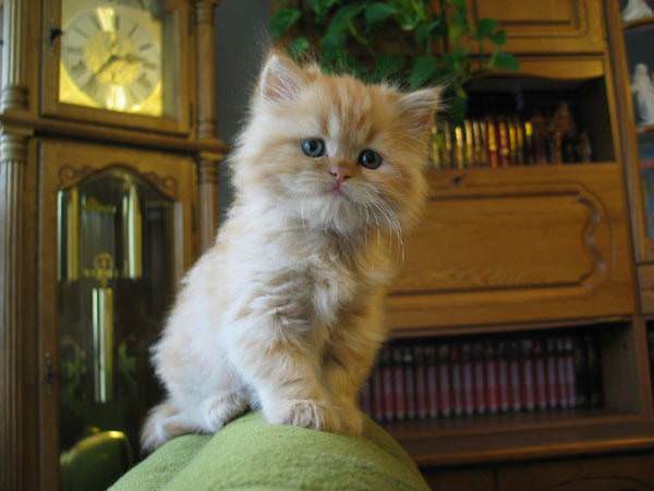 Thick Bearded Cat