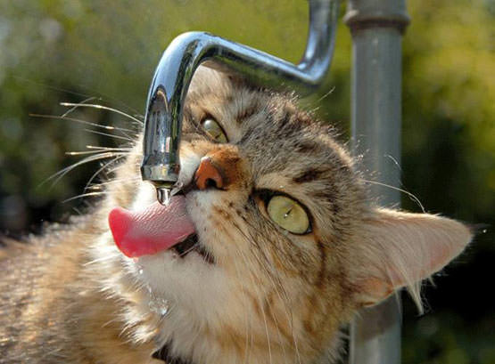 Thirsty cat