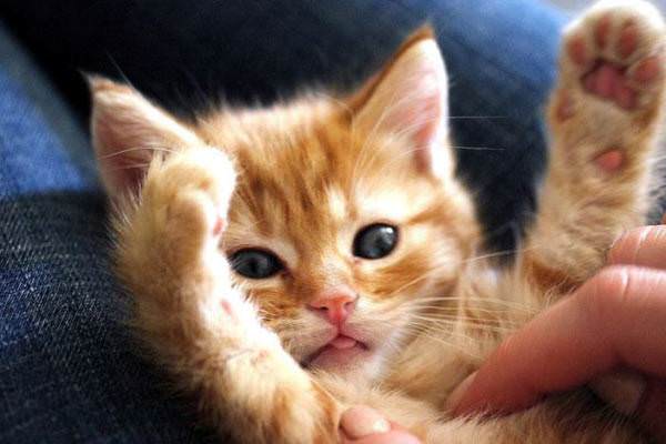 Tickle Me Kitten