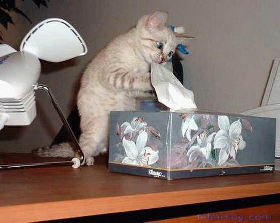 Tissue pulling cat