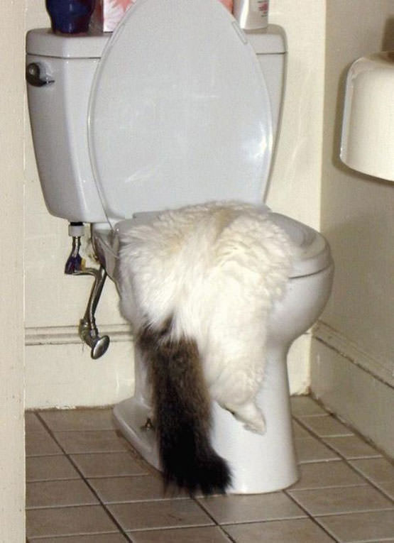 Toilet Cat