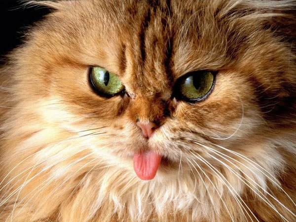 Tongue out cat