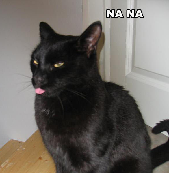 Na Na Cat