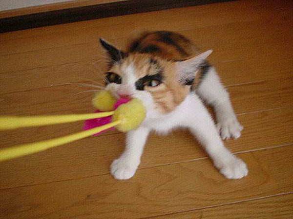 Tug of War Kitten