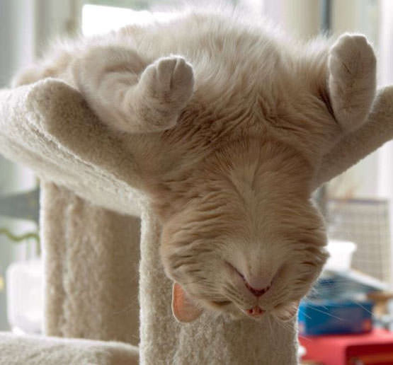 Upside Down Cat