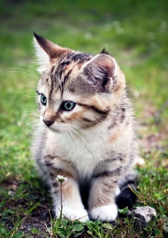 Very cute kitten