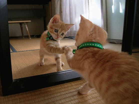 Mirror Funny Cat