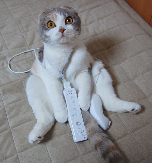 Wii Cat