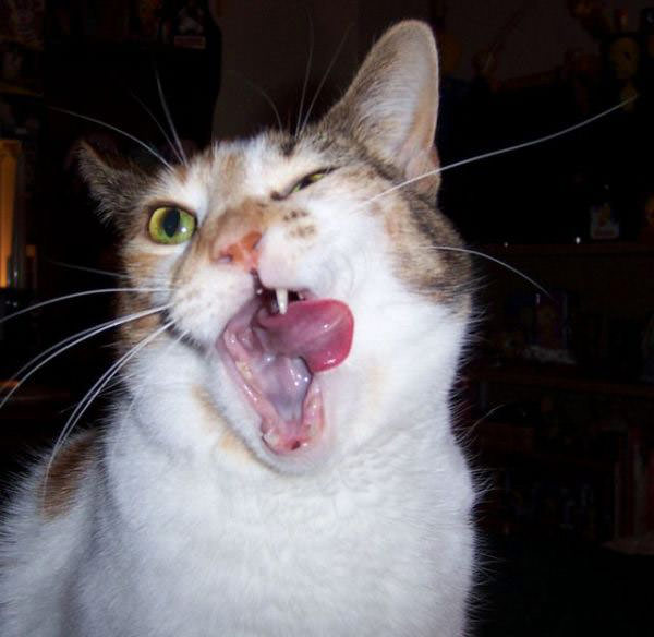 Yawning Cat