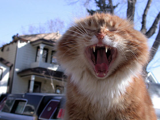 Big Yawn Cat